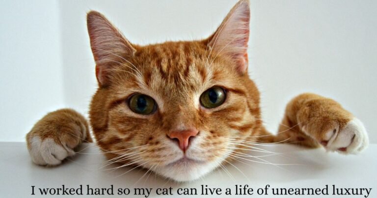 350+ Best Cat Captions for Instagram (Viral, Cute & Gen Z Approved)