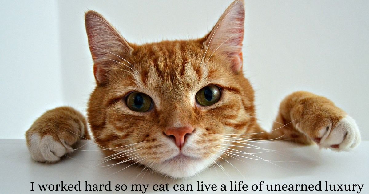 350+ Best Cat Captions for Instagram (Viral, Cute & Gen Z Approved)