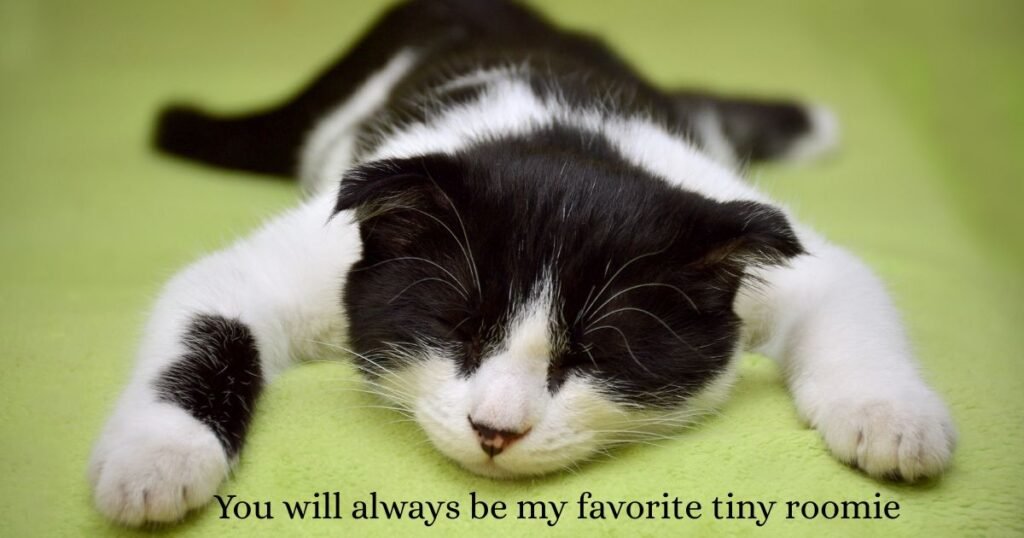 Funny Cat Captions That Will Make Your Followers
Snort-Laugh
